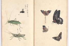 7、「昆虫胥化図」8 代細川重賢、天明9 年（1789）鶴田健春模写、永青文庫蔵